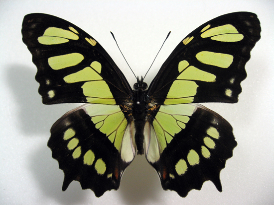 ミドリタテハ Siproeta stelenes ～ 蝶の標本 麗蝶 ～