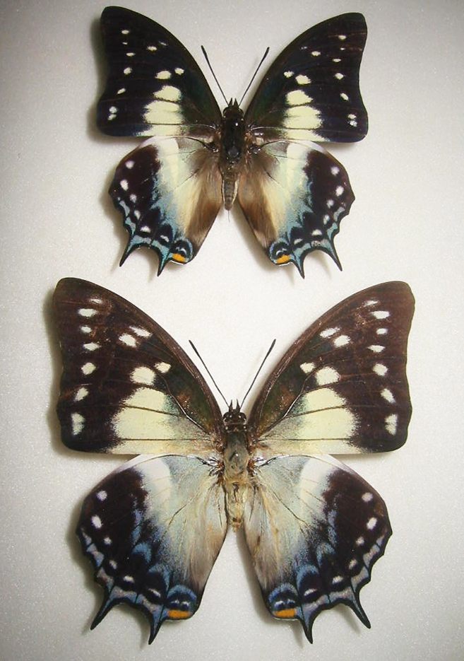 �~�J�h�t�^�I