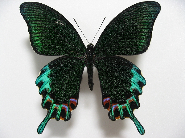 �~���h���J���X�A�Q�n