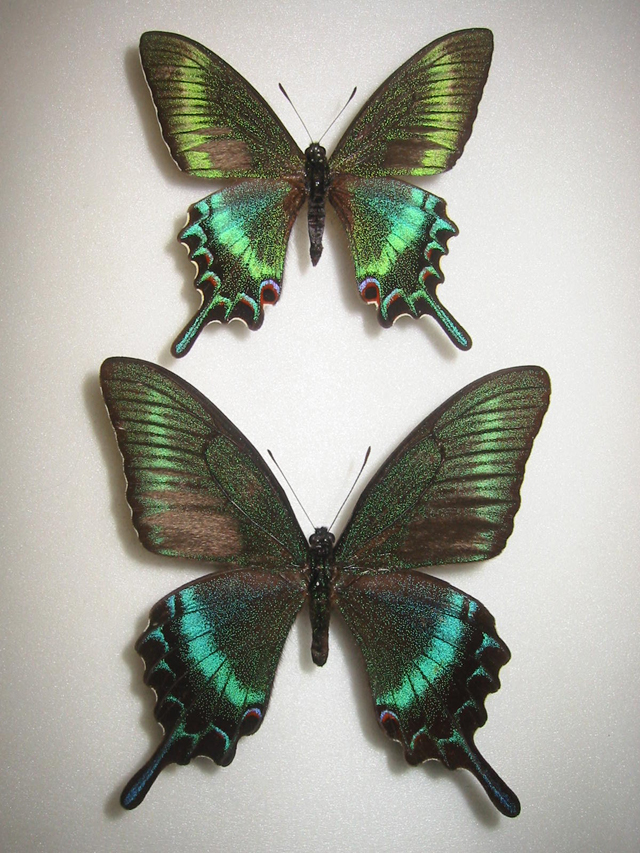 �~���}�J���X�A�Q�n�̔�r