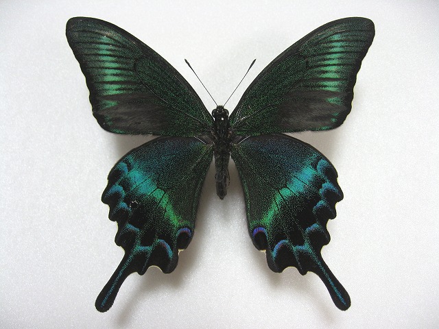 �~���}�J���X�A�Q�n