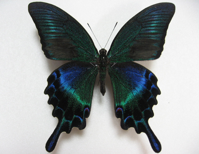 �~���}�J���X�A�Q�n