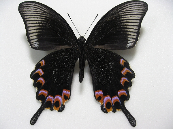 �~���h���J���X�A�Q�n