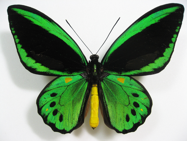 ミドリメガネトリバネアゲハ Ornithoptera priamus ～ 蝶の標本 麗蝶 ～