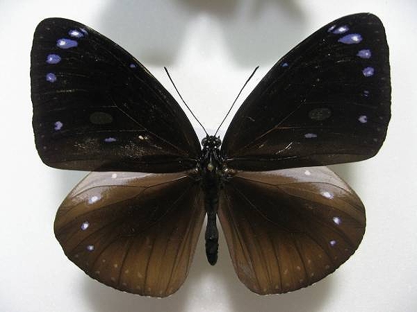 �}���o�l�����}�_��