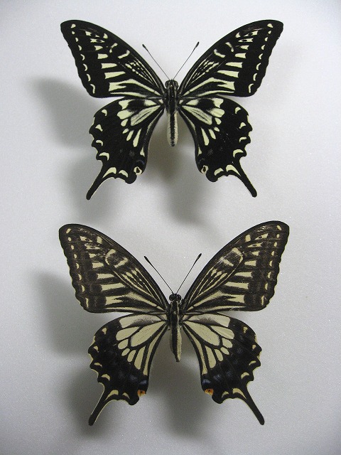 �i�~�A�Q�n�@�Č^�@�y�A