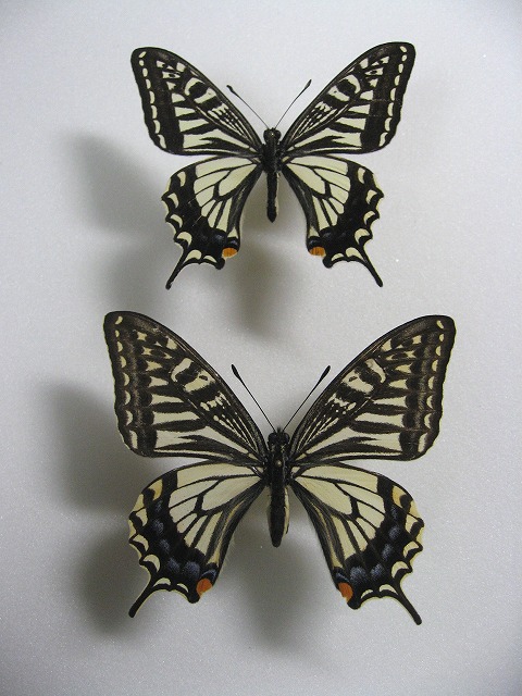 �i�~�A�Q�n�@�t�^�@�y�A