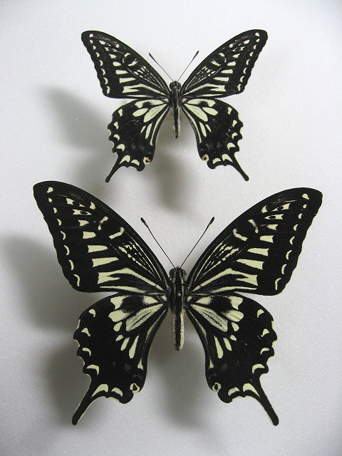 �i�~�A�Q�n�@�Č^�@�y�A