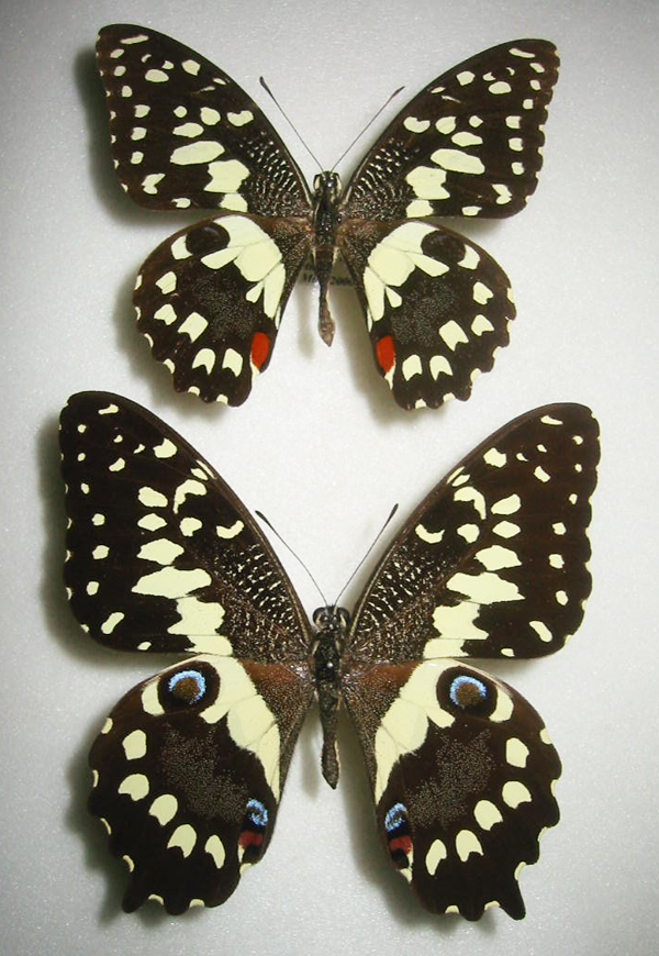 マダガスカルオナシアゲハ（1オス、マダガスカル産） 【公式通販】