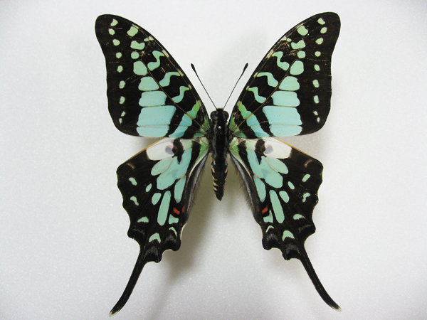 �I�i�K�R�����^�C�}�C