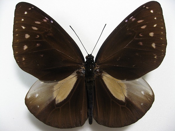 �I�I�����T�L�}�_��