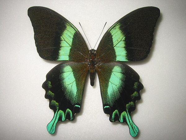 �I�I�����I�r�A�Q�n