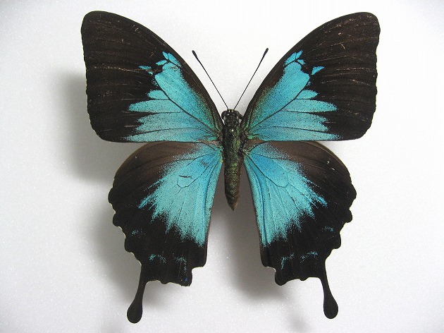 �I�I�����A�Q�n���@�C���A��