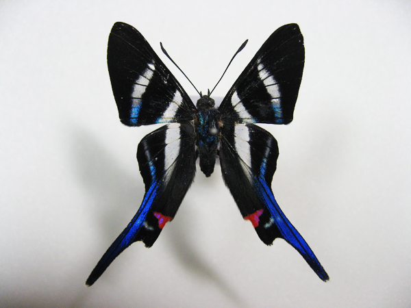 �I�i�K�c�o���V�W�~�^�e�n