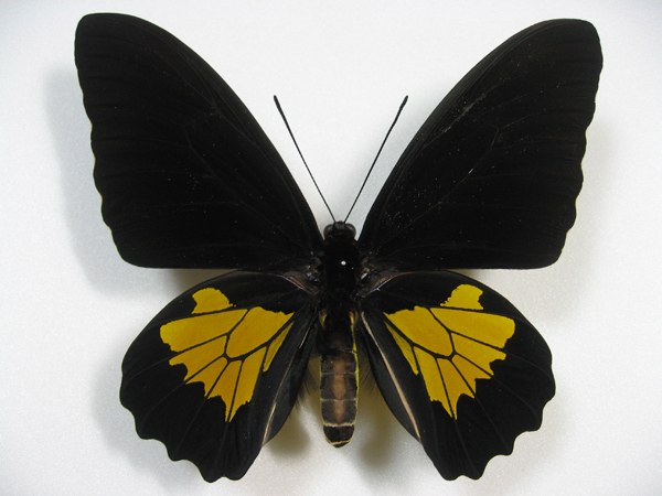 �p�v�A�L�V�^�A�Q�n