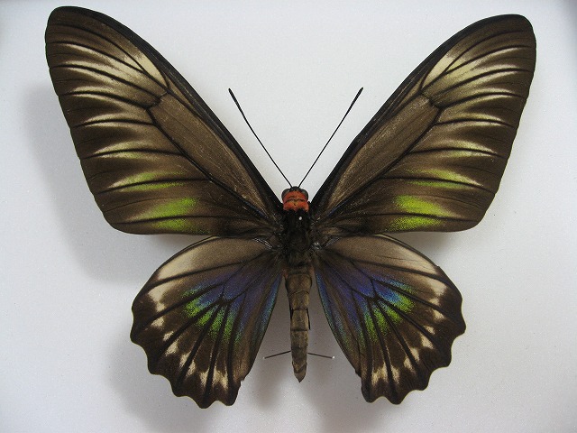 �p�������A�J�G���g���o�l�A�Q�n