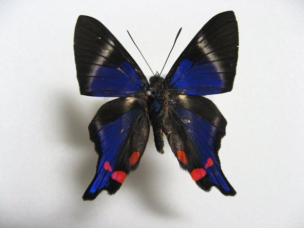 �y���A���f�[���c�o���V�W�~�^�e�n