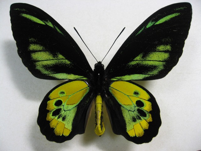 ロスチャイルドトリバネアゲハ Ornithoptera rothschildi ～ 蝶の標本 麗蝶 ～