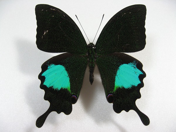 ���������A�Q�n