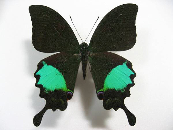 ���������A�Q�n