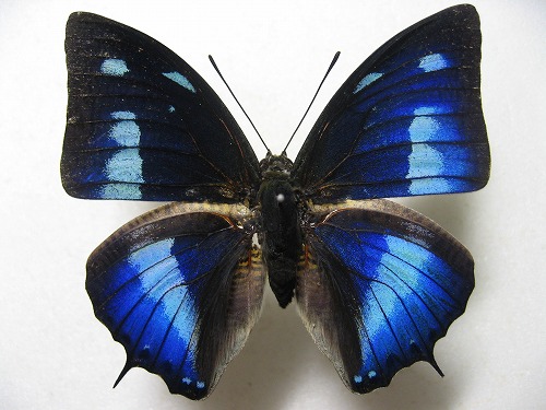 �����I�r�L�m�n�^�e�n