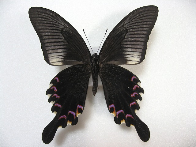 クジャクアゲハ Papilio polyctor ～ 蝶の標本 麗蝶 ～
