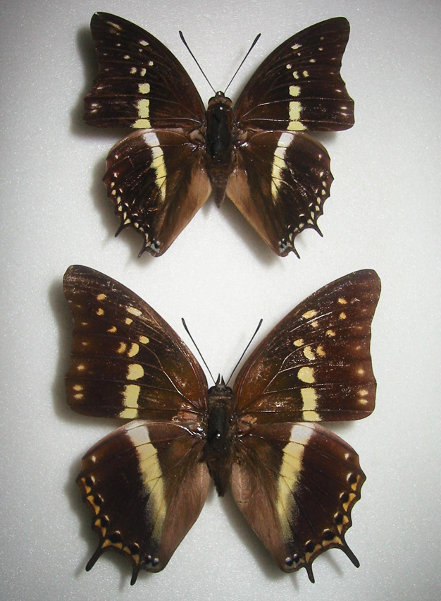 �\�����t�^�I