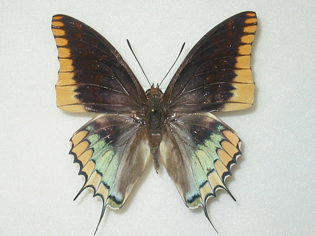 �X�y�C���t�^�I