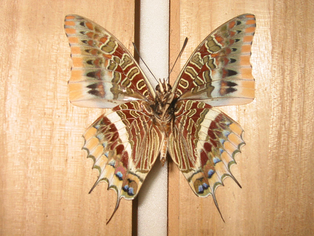 �X�y�C���t�^�I