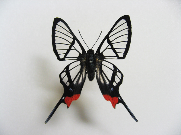 �X�J�V�c�o���V�W�~�^�e�n