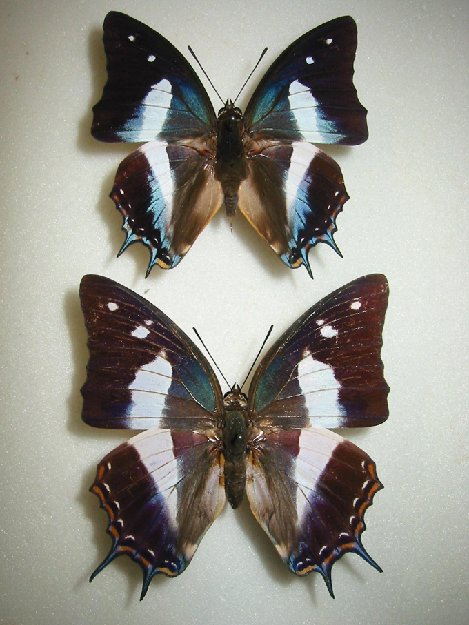 �V�����C�x���[�t�^�I