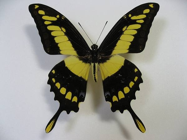 �^�X�L�A�Q�n