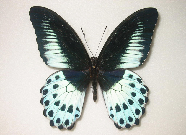 テンジクアゲハ Papilio polymnestor ～ 蝶の標本 麗蝶 ～
