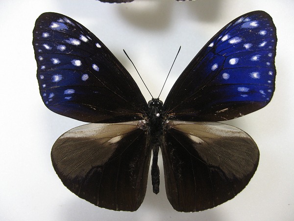 ツマムラサキマダラ Euploea mulciber ～ 蝶の標本 麗蝶 ～