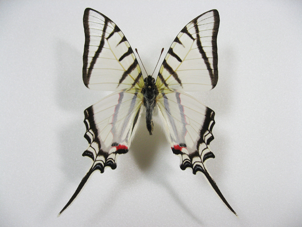 �e���V���E�X�I�i�K�^�C�}�C