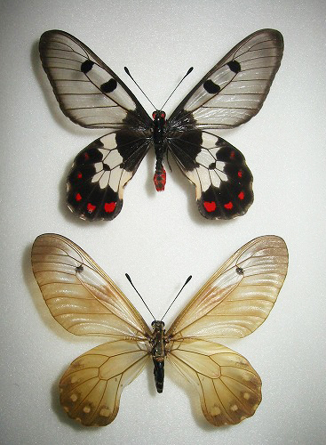 �E�X�o�W���R�E�A�Q�n