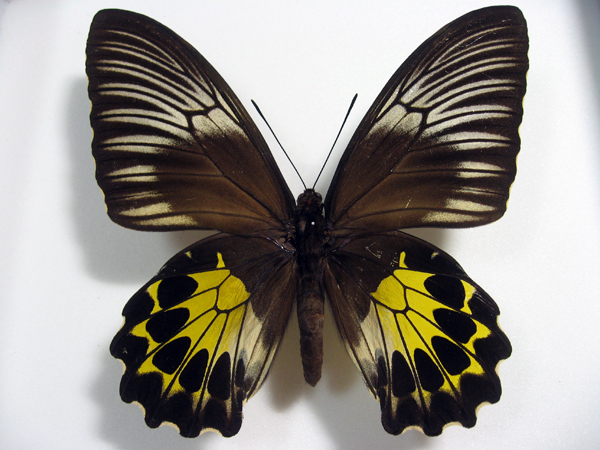 �o���f�{�[���L�V�^�A�Q�n