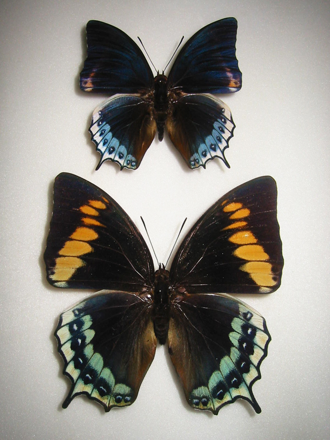 ���R�Y�i�t�^�I