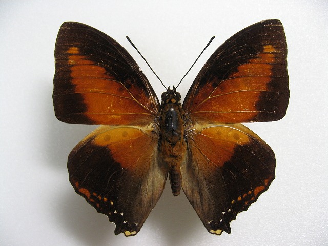 �W���K�t�^�I