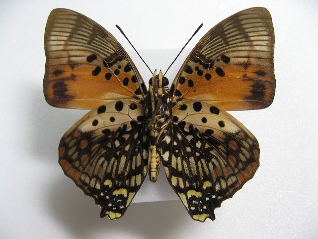 �W���K�t�^�I