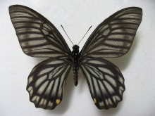 �x�C�r�I�X�A�Q�n