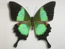 �u�b�^�I�r�N�W���N�A�Q�n