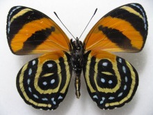 �x�j�I�r�E�Y�}�L�^�e�n(��)