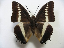 �u���g�D�X�t�^�I