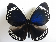 �J�����}���o�l�}�_��