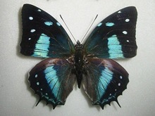 �o�G�I�^�X�����t�^�I