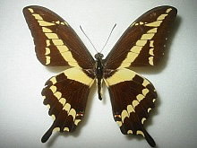 �N���X�t�H���e�X�^�X�L�A�Q�n