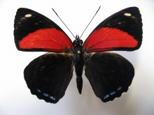 �V���l�E�Y�}�L�^�e�n