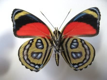 �V���l�E�Y�}�L�^�e�n(��)