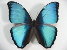 �f�C�_�~�A�����t�H